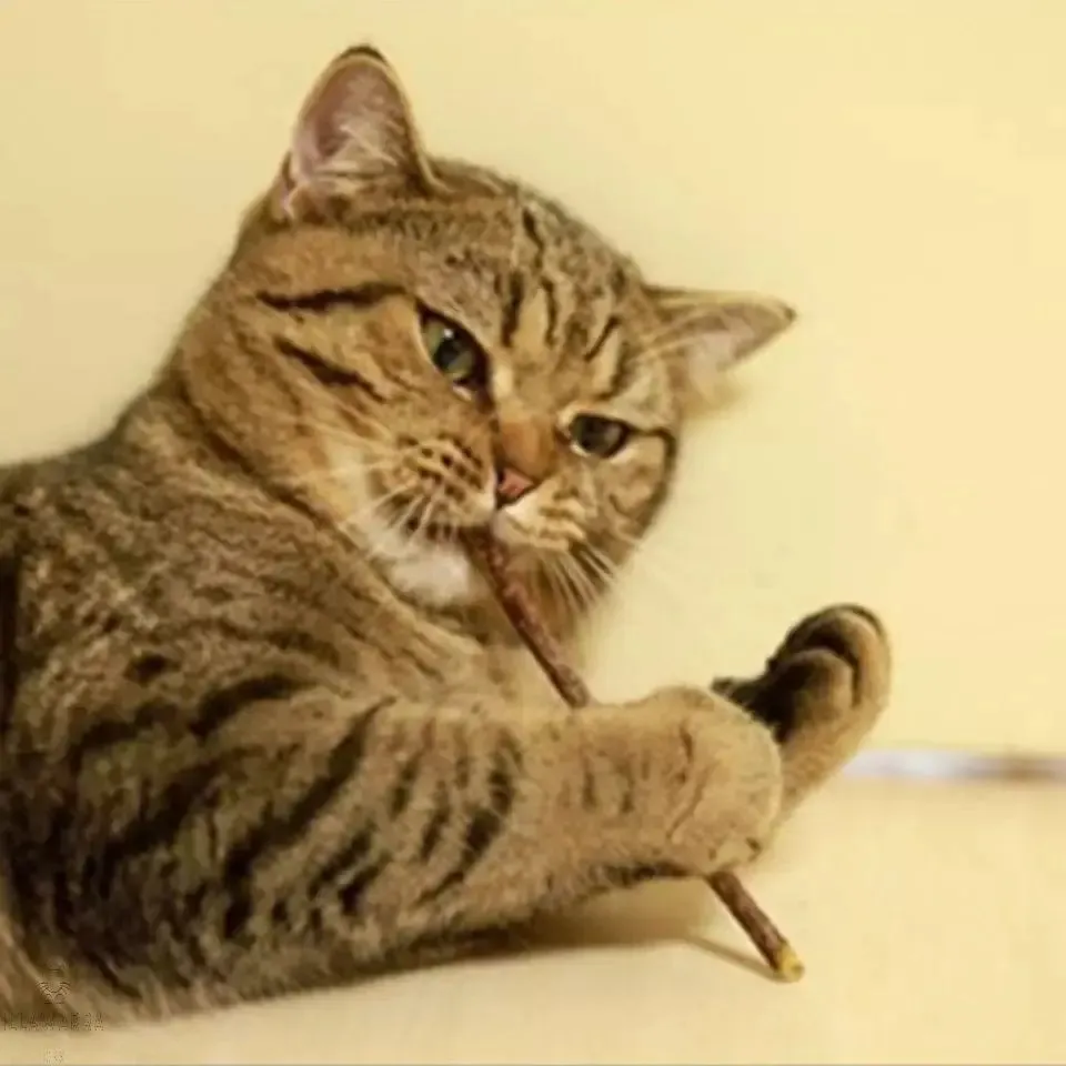 Catnip Sticks for Cats