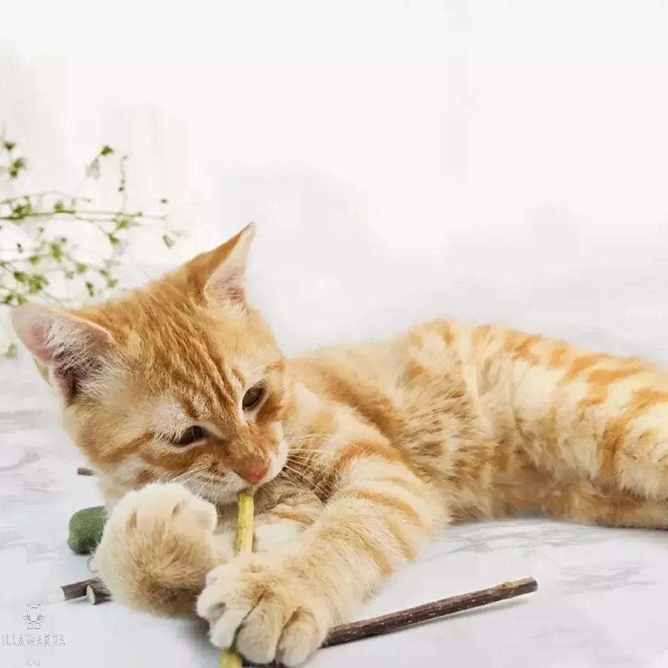 Catnip Sticks for Cats